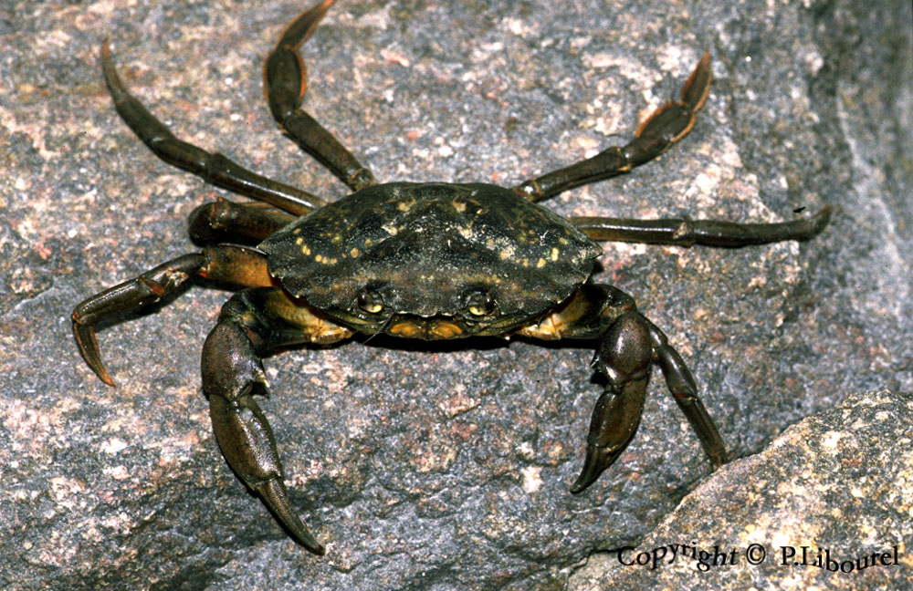 carcinus maenas