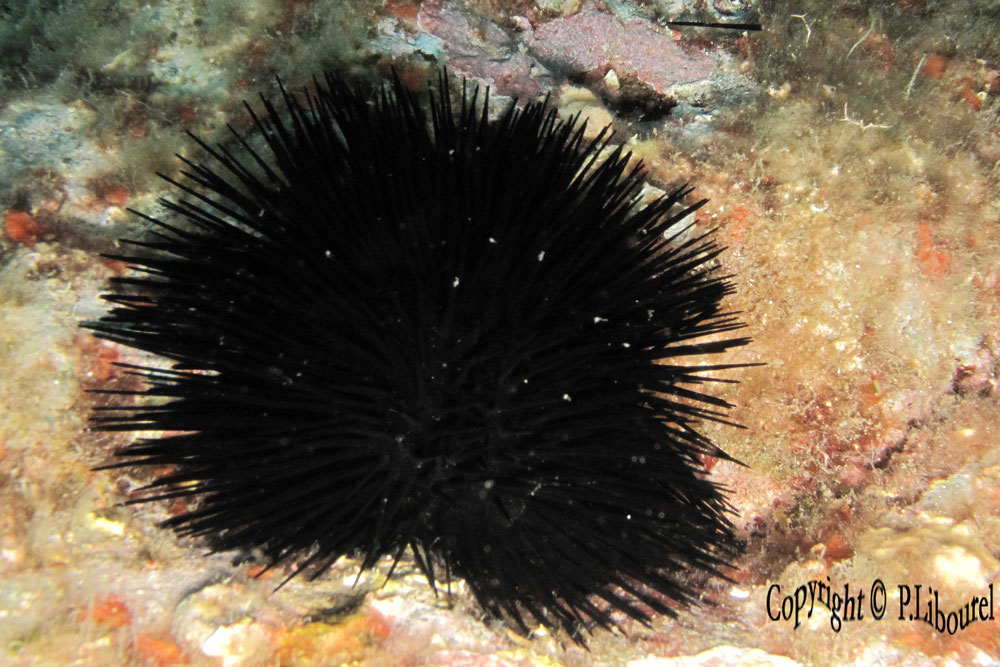 Arbacia lixula