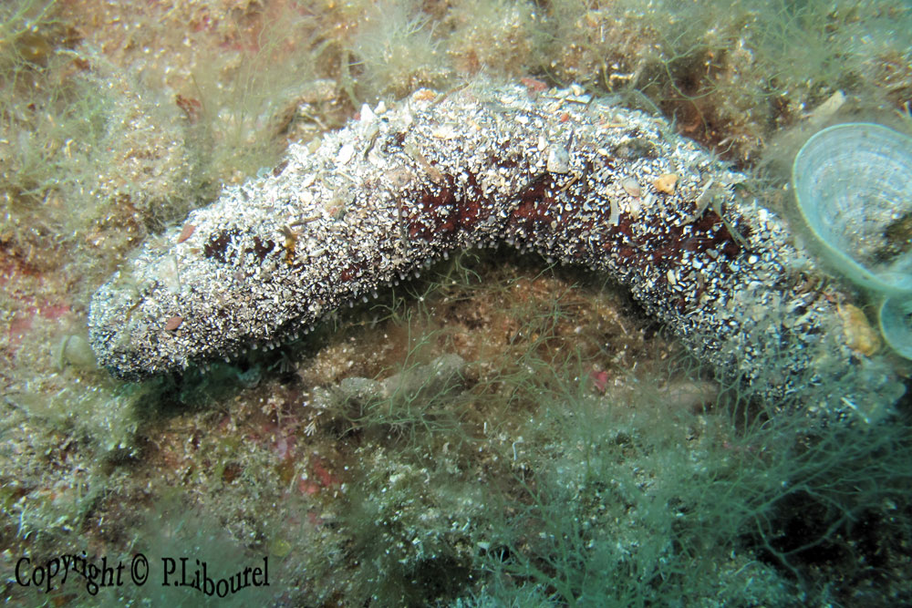 Holothuria tubulosa