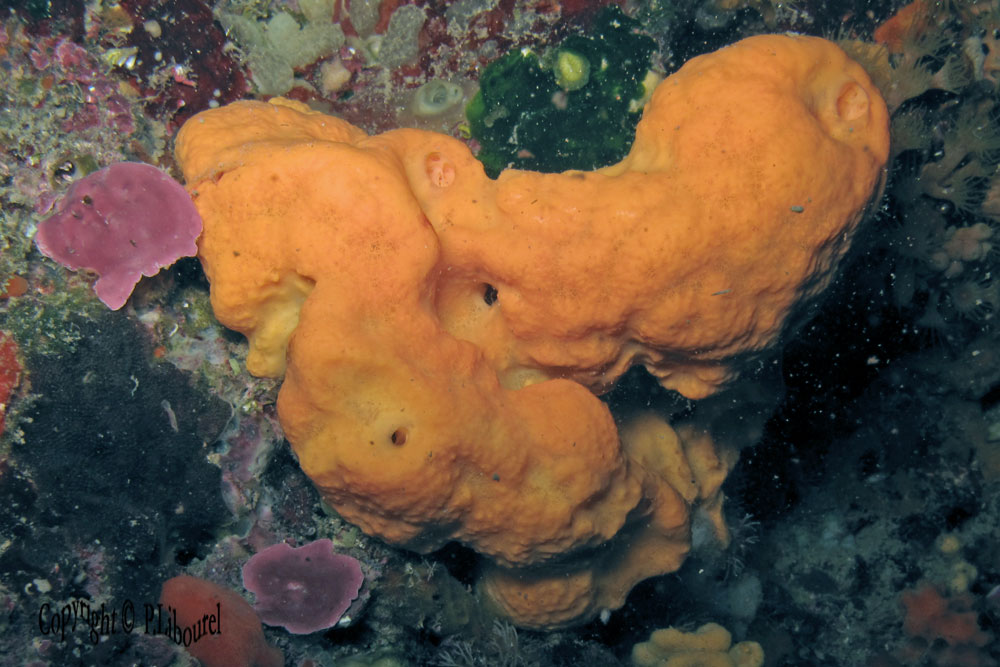 agelas oroides