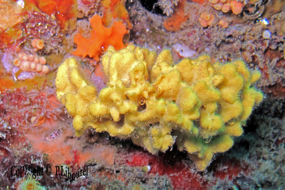 Axinella damicornis