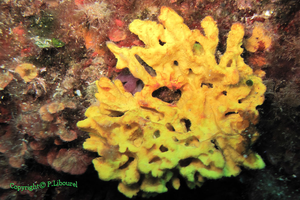 Axinella damicornis