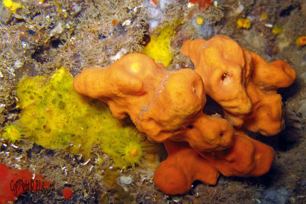 Agelas oroides