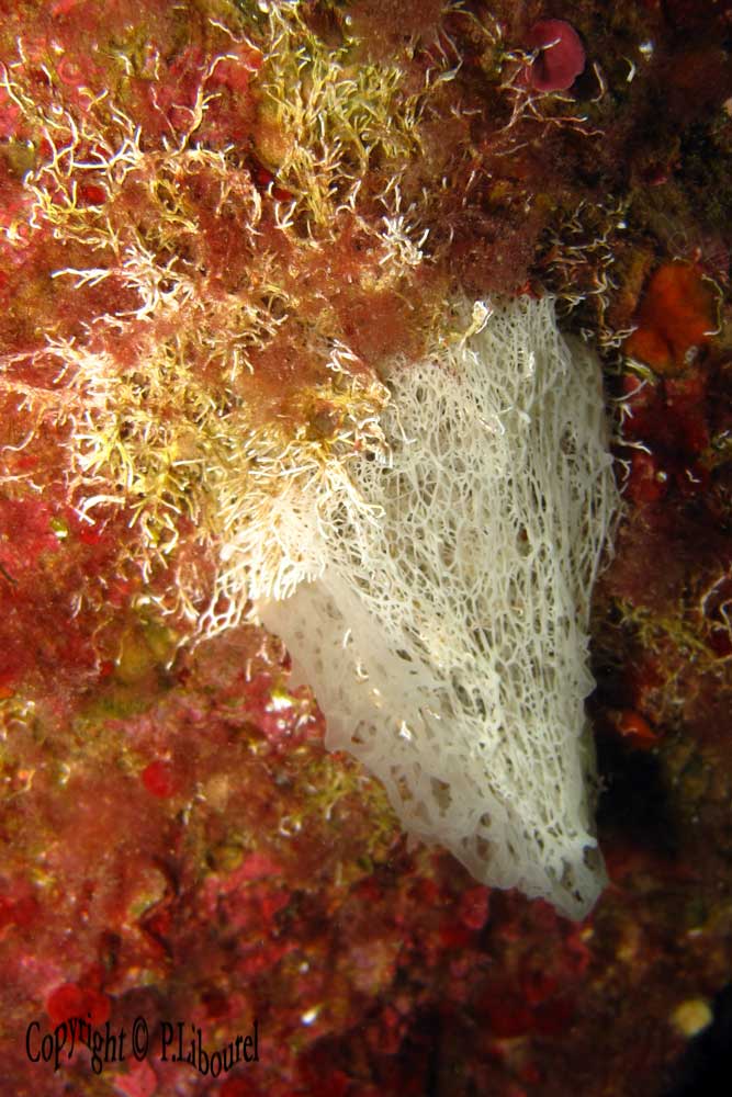 Clathrina contorta