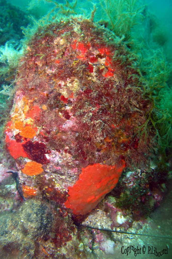 Pinna nobilis