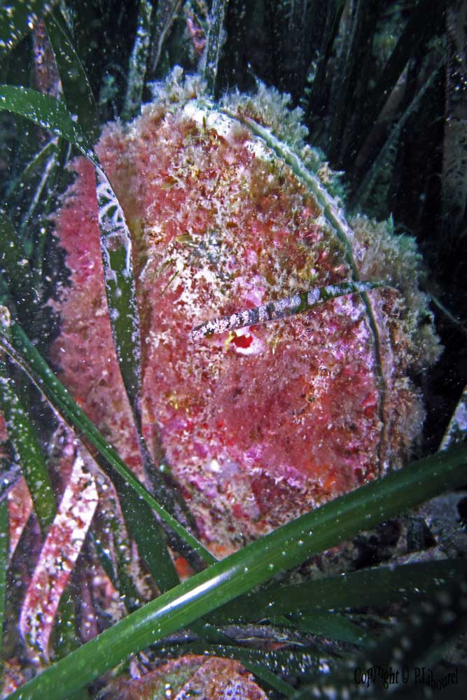 Pinna nobilis