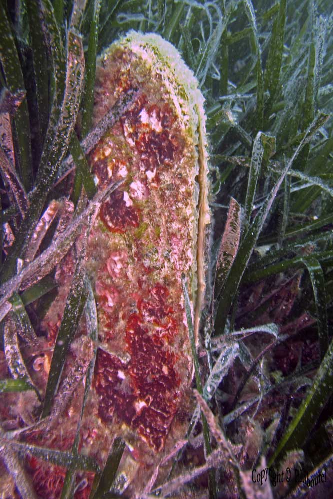 Pinna nobilis