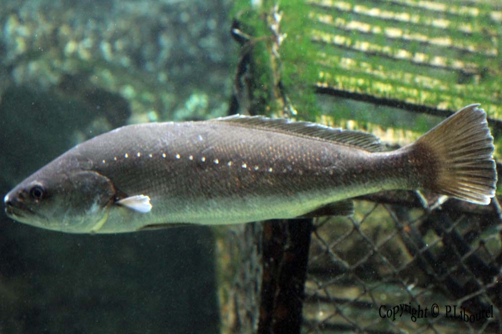 Dicentrarchus labrax