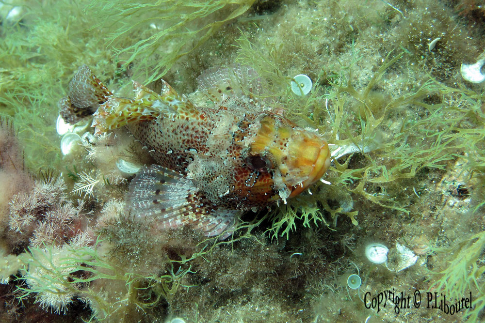 Scorpaena scrofa