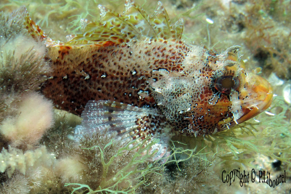 Scorpaena scrofa