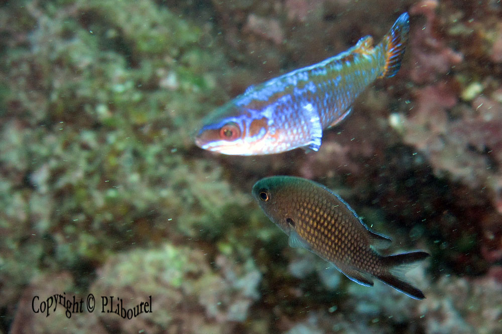 Symphodus melanocercus