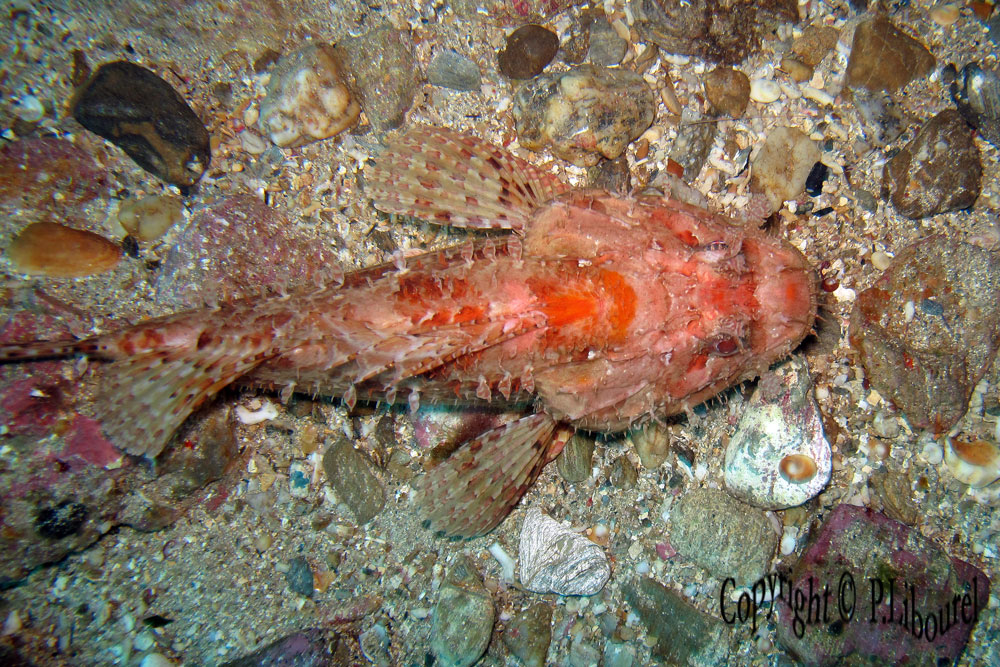 Scorpaena scrofa