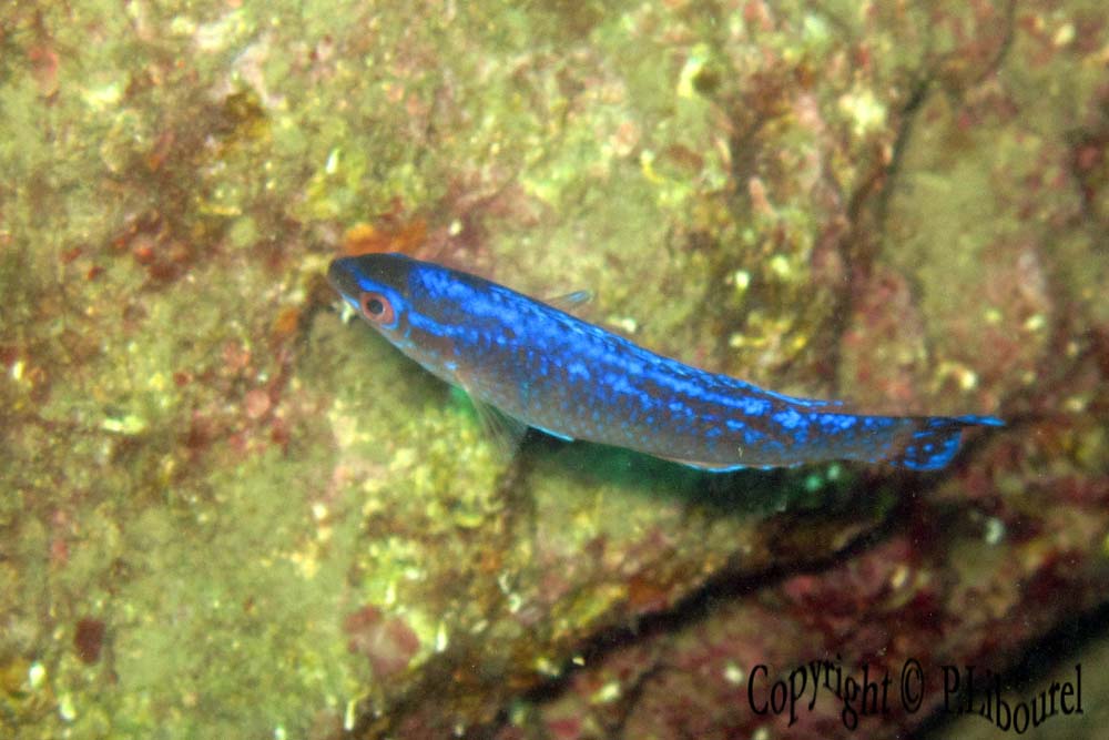 Symphodus melanocercus