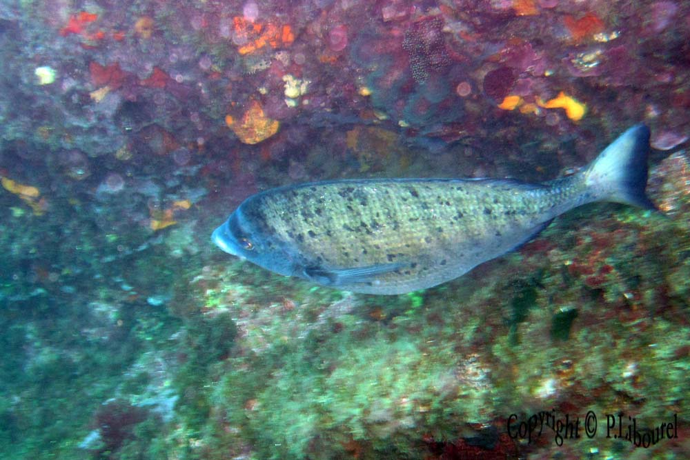 Diplodus puntazzo