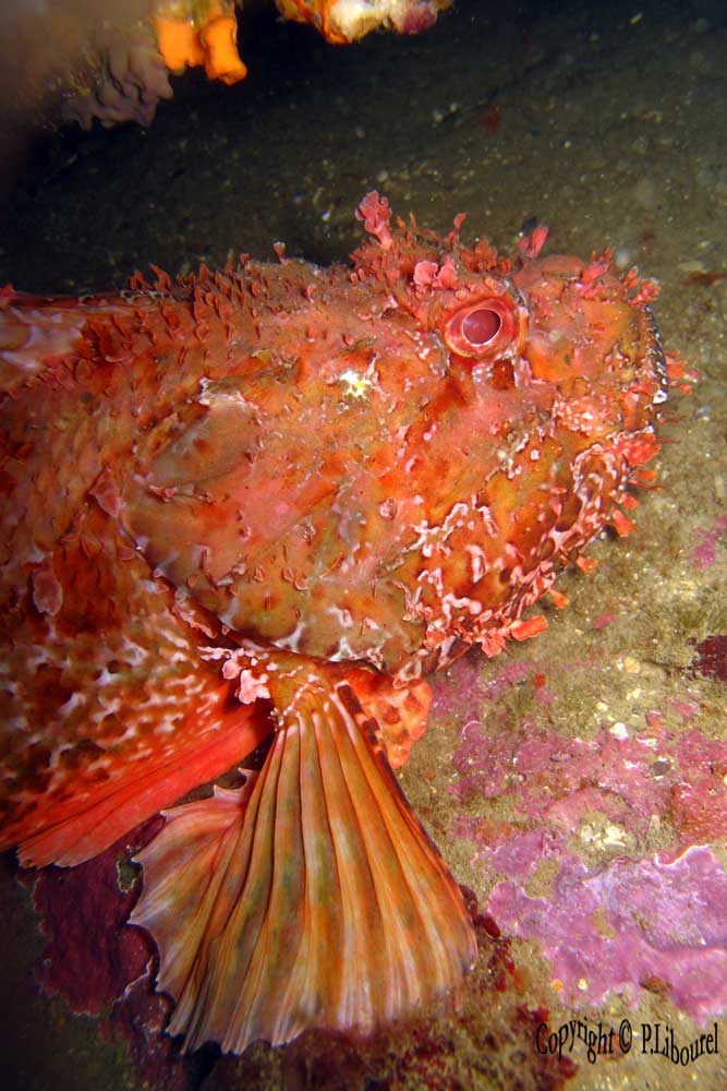 scorpaena scrofa