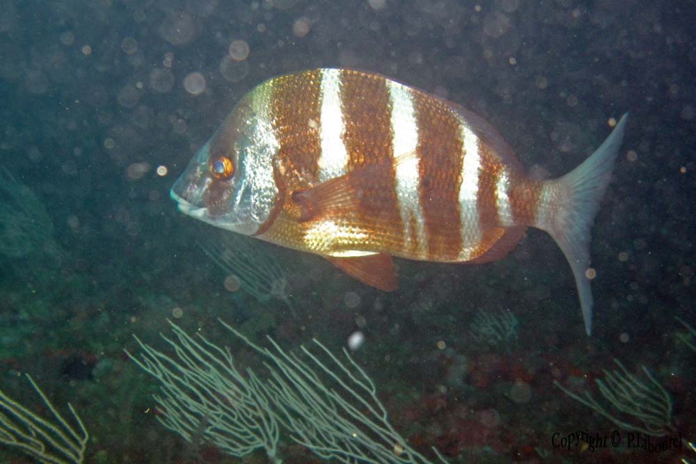 Diplodus cervinus