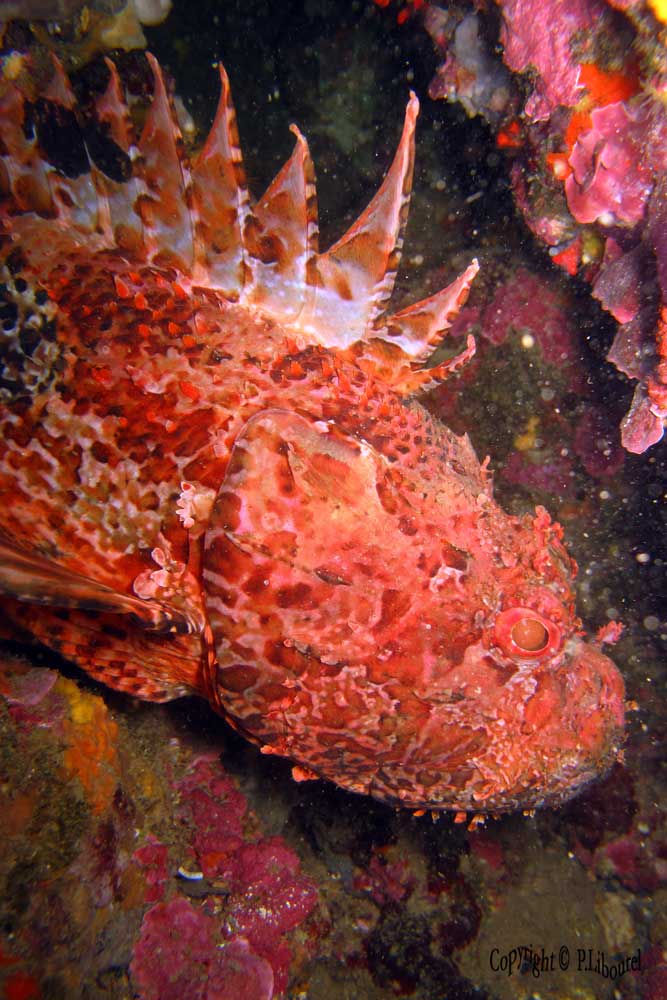 scorpaena scrofa