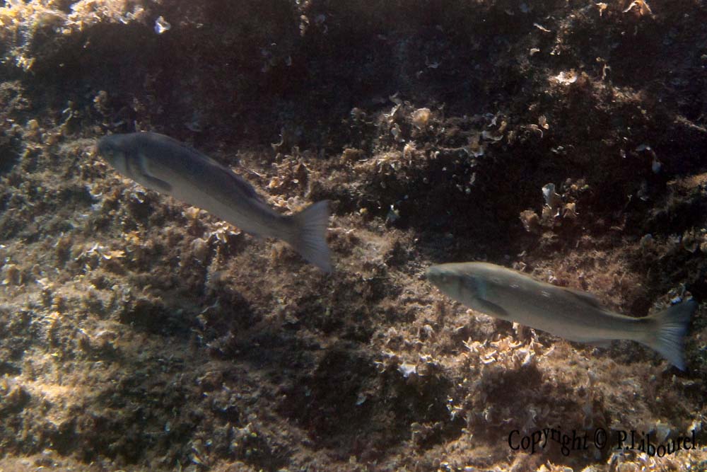Dicentrarchus labrax