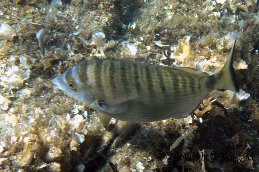Diplodus puntazzo