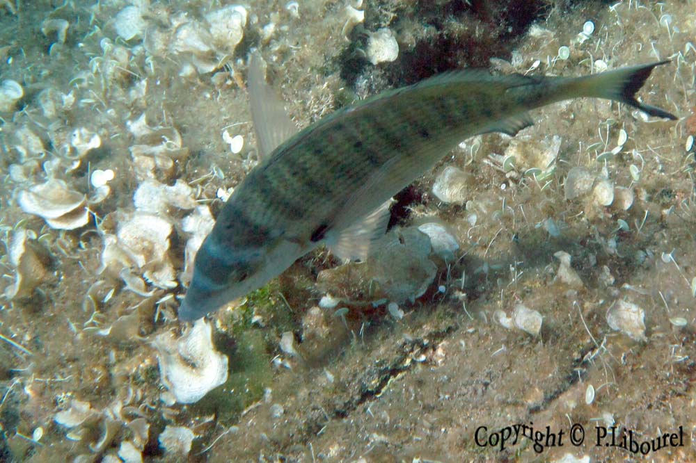 Diplodus puntazzo