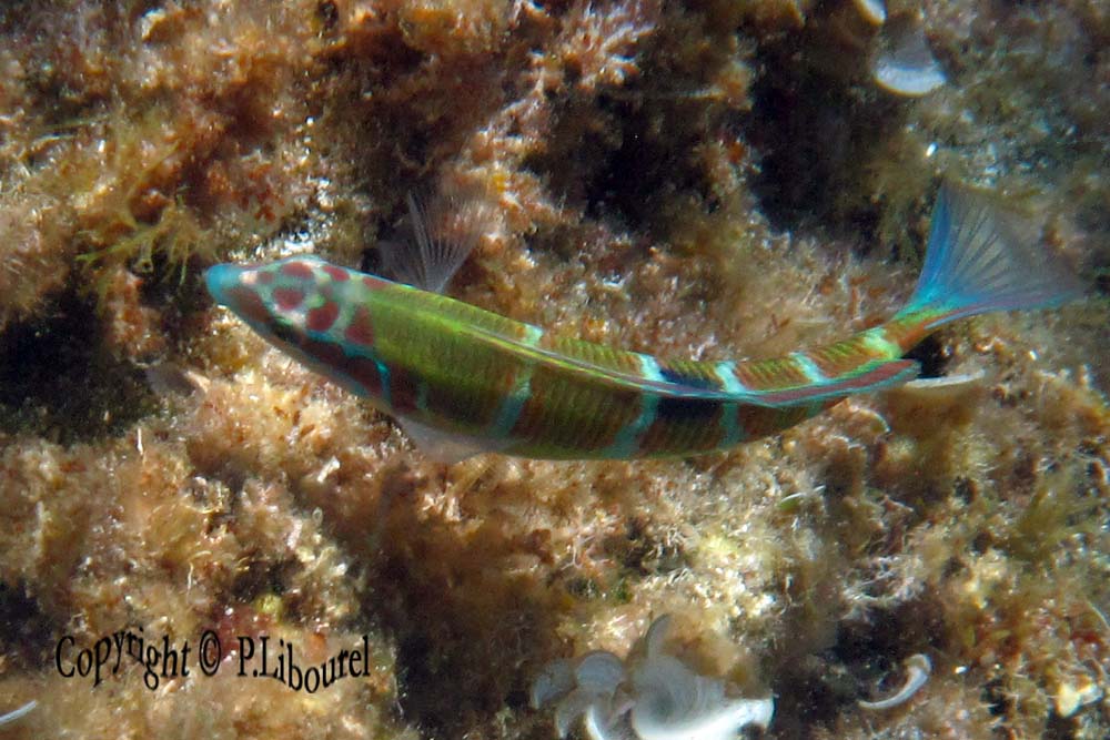 Thalassoma pavo