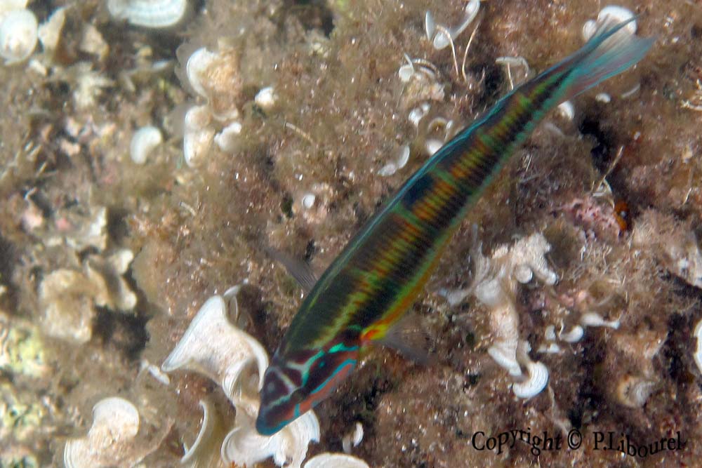 Thalassoma pavo