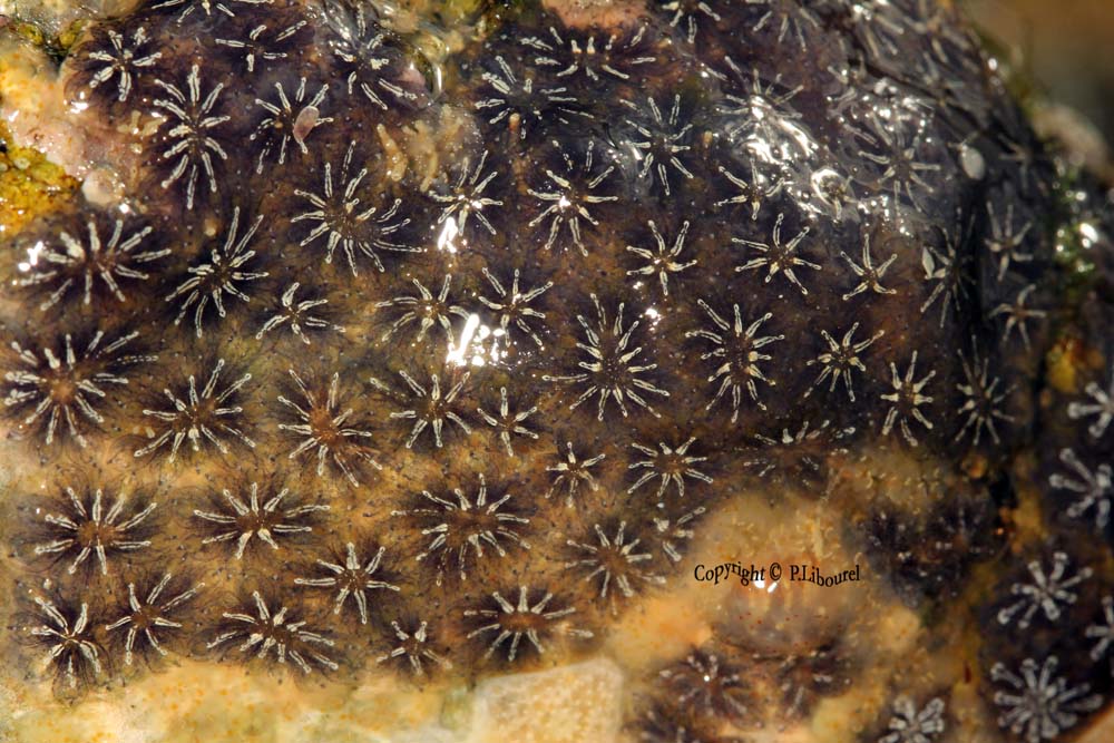 Botryllus schlosseri