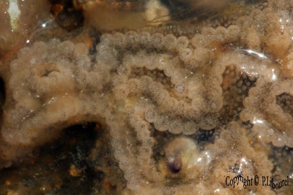 Botrylloides