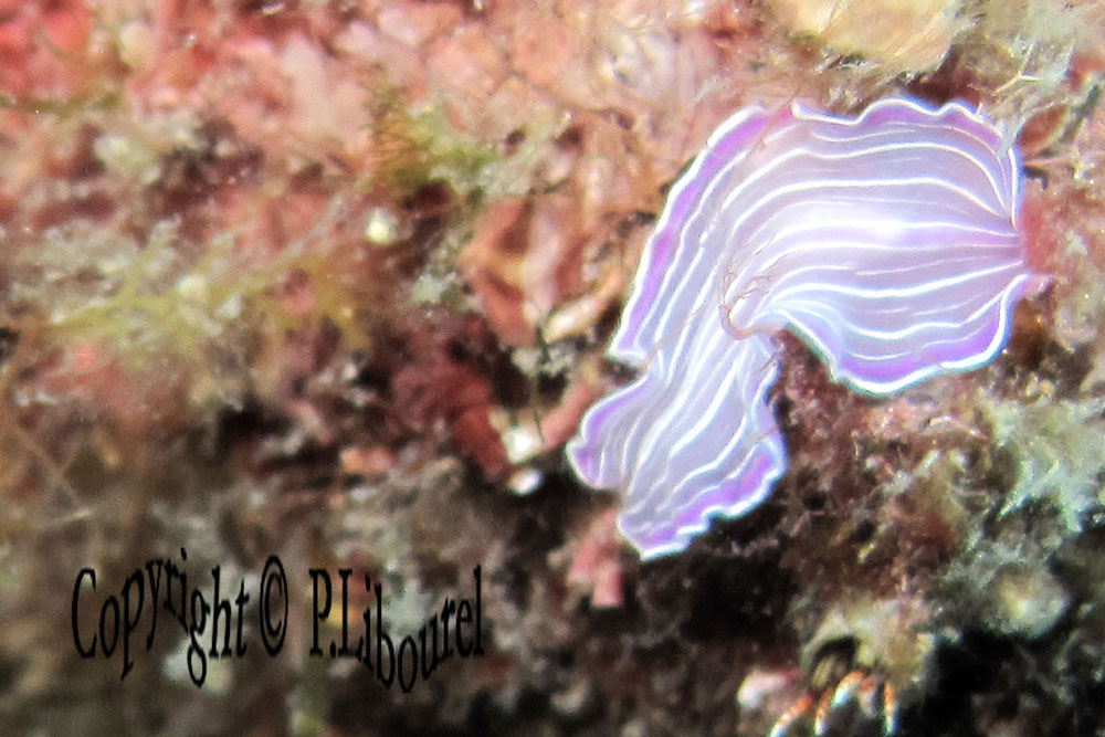 Prostheceraeus giesbrechtii