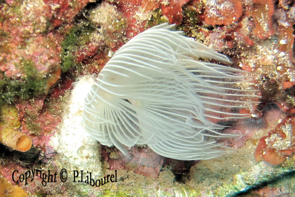 Protula tubularia