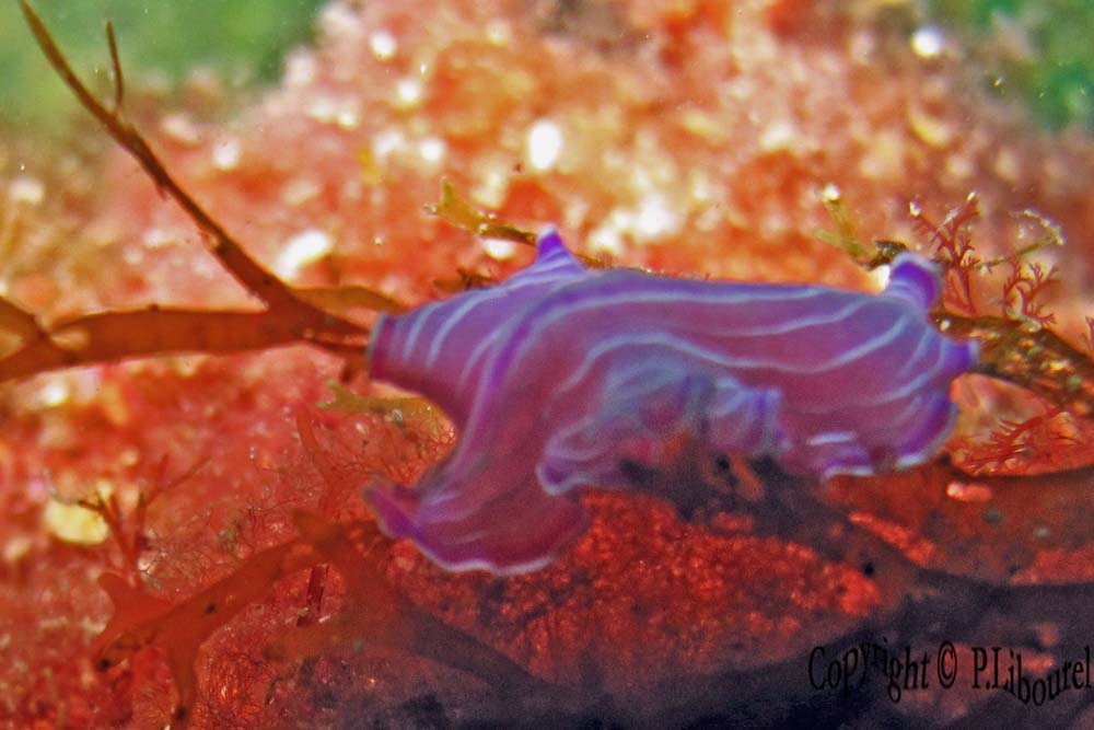 Prostheceraeus roseus