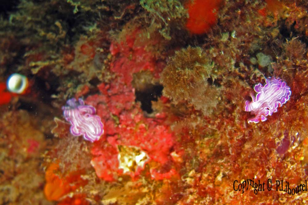 Prostheceraeus roseus