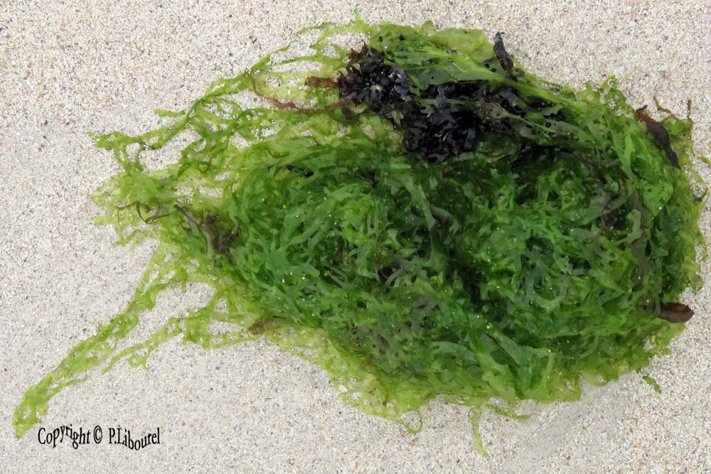 Ulva sp.