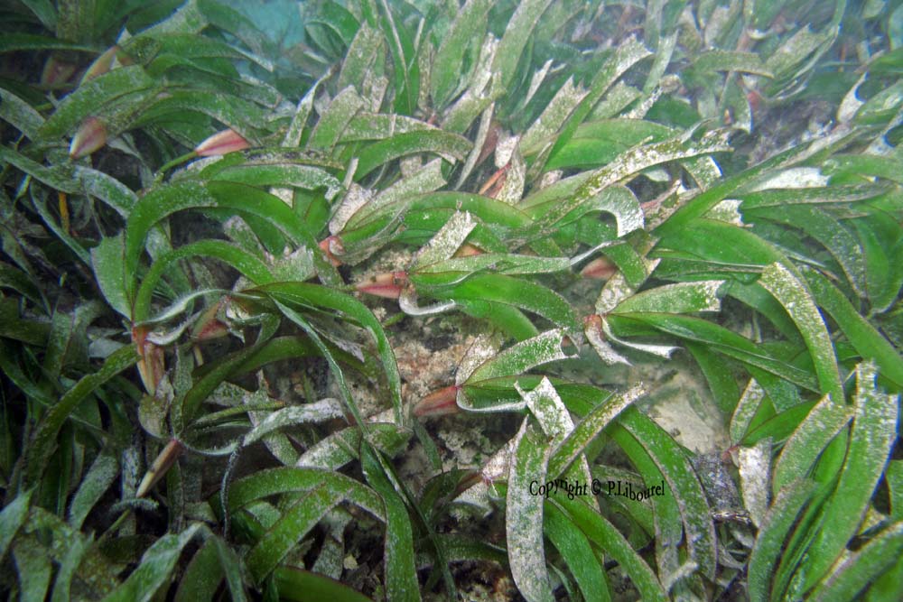Herbe marine sp.