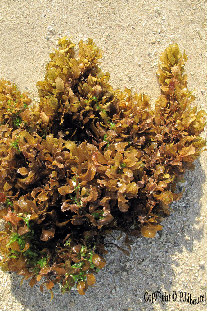 Sargassum illifolium