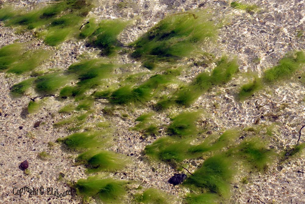 Ulva sp.