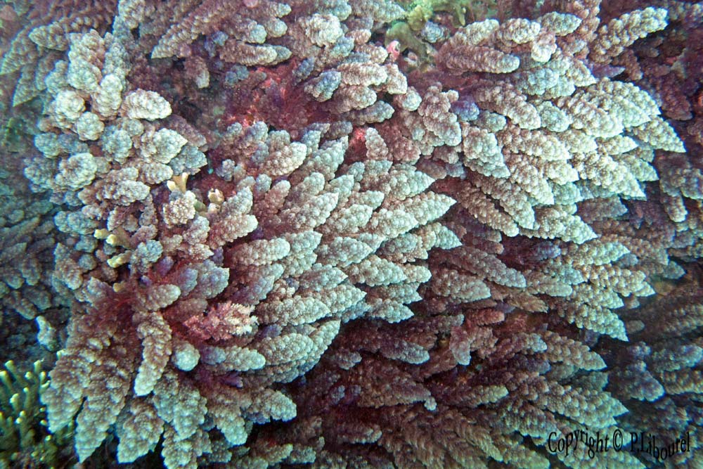 Algue rouge sp.