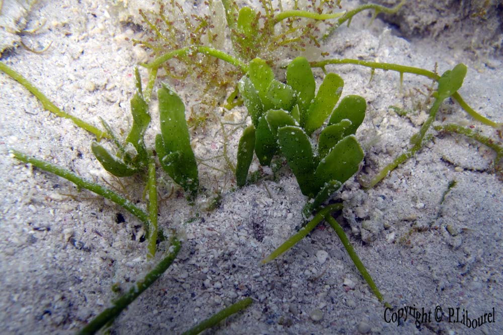 Algue verte sp.