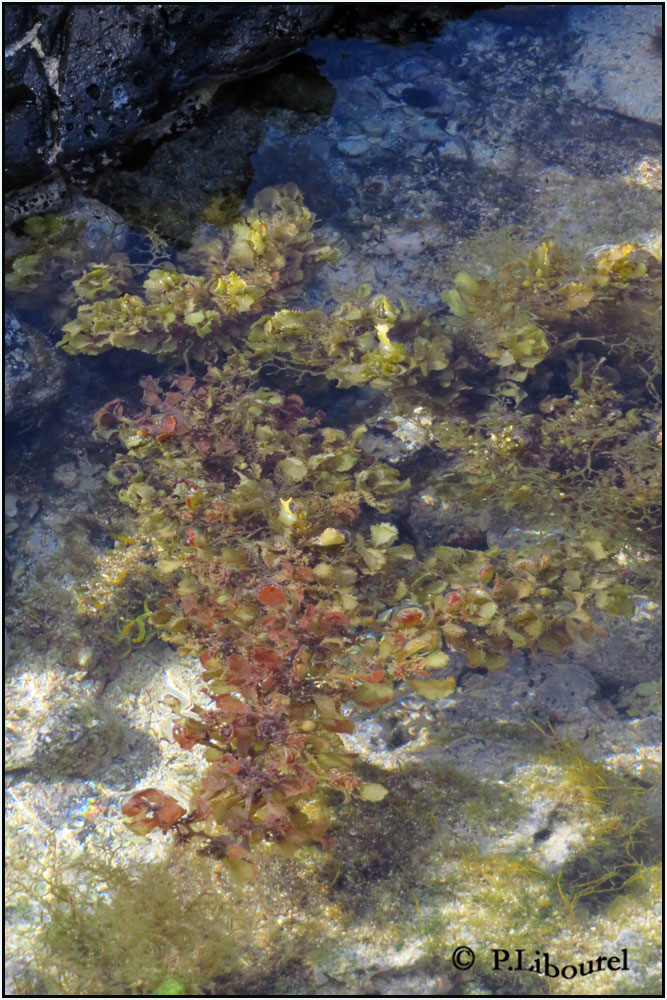 Sargassum illifolium