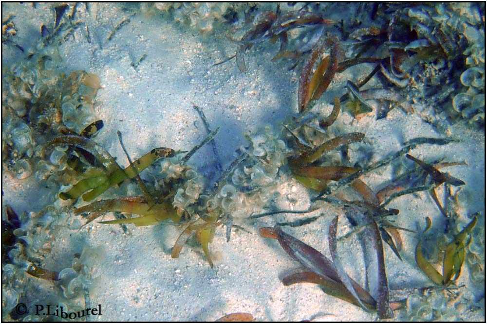 Thalassia hemprichii