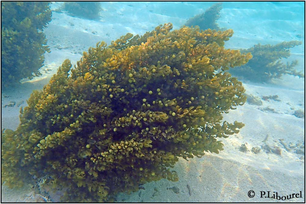 Sargassum illifolium