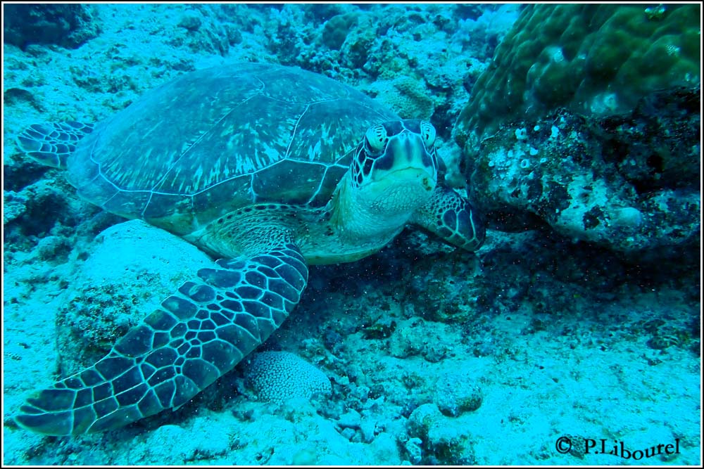 Eretmochelys imbricata