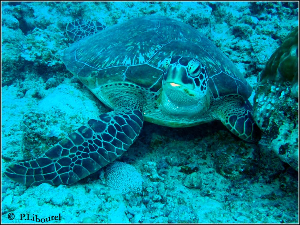 Eretmochelys imbricata