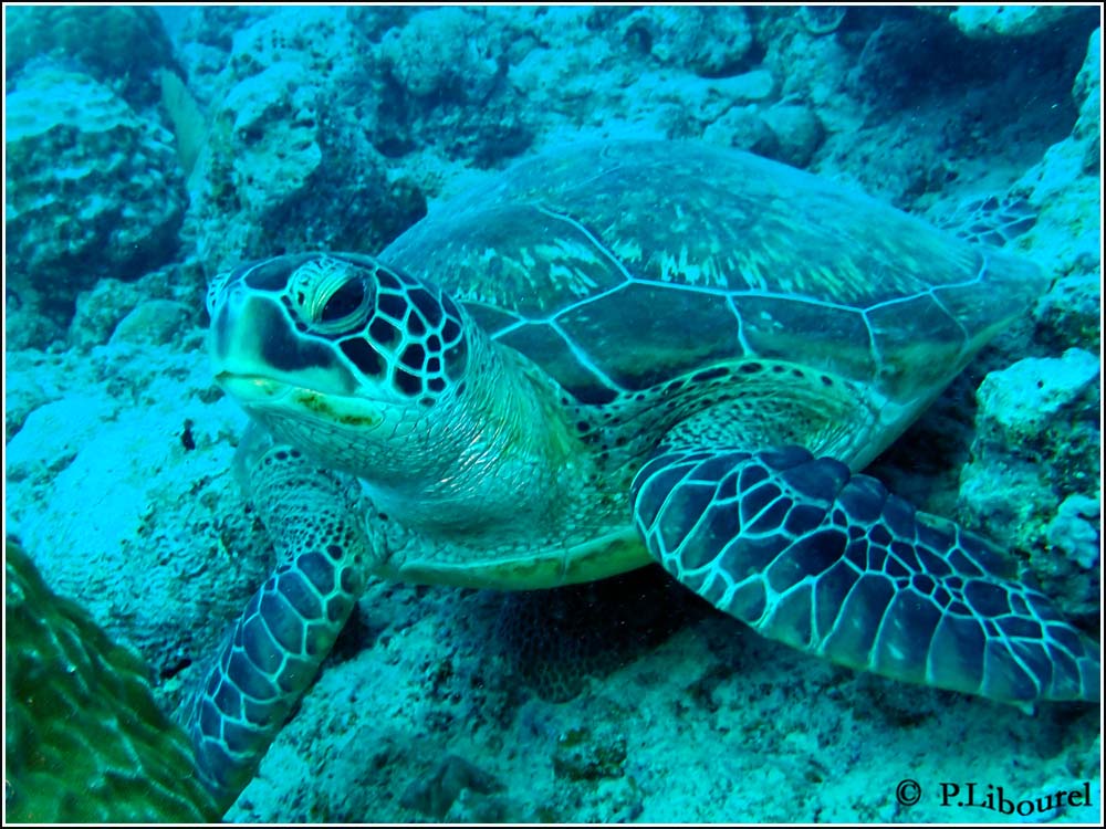 Eretmochelys imbricata