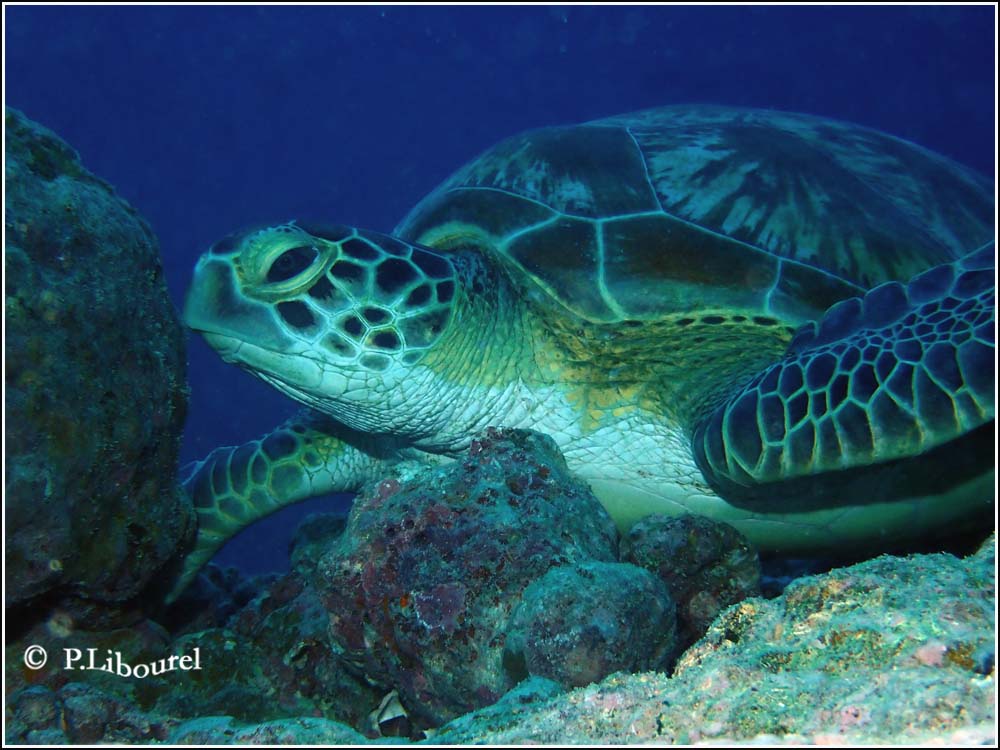 Eretmochelys imbricata