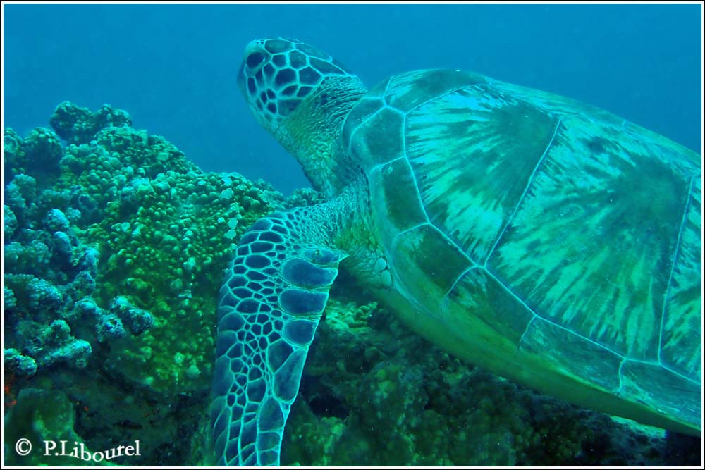 Eretmochelys imbricata