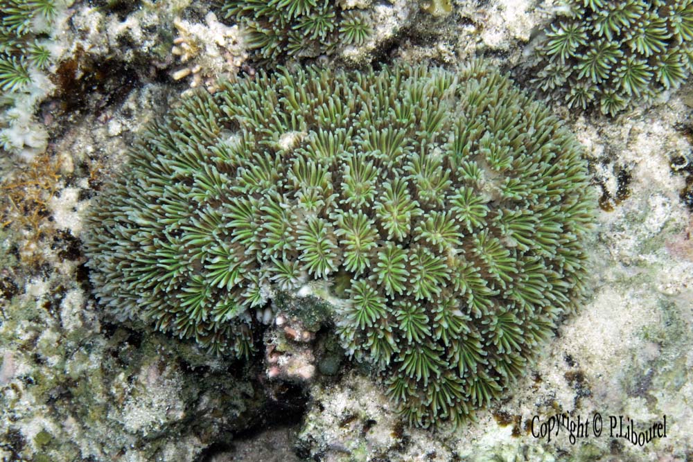 Galaxea fascicularis