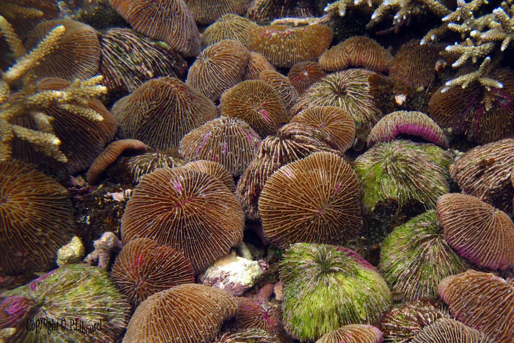 Fungia fungites