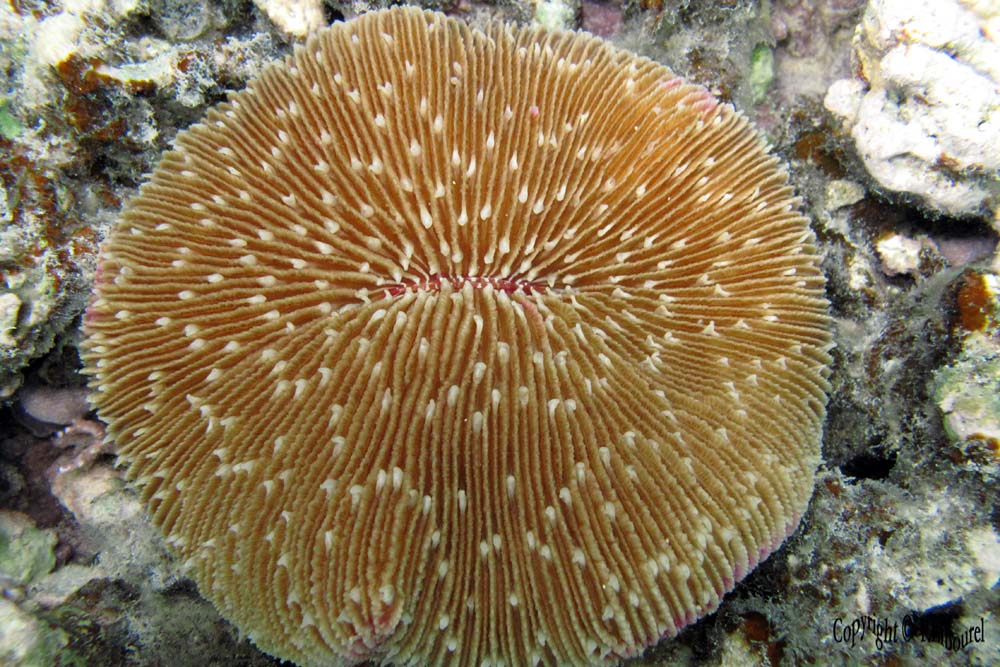 Fungia fungites