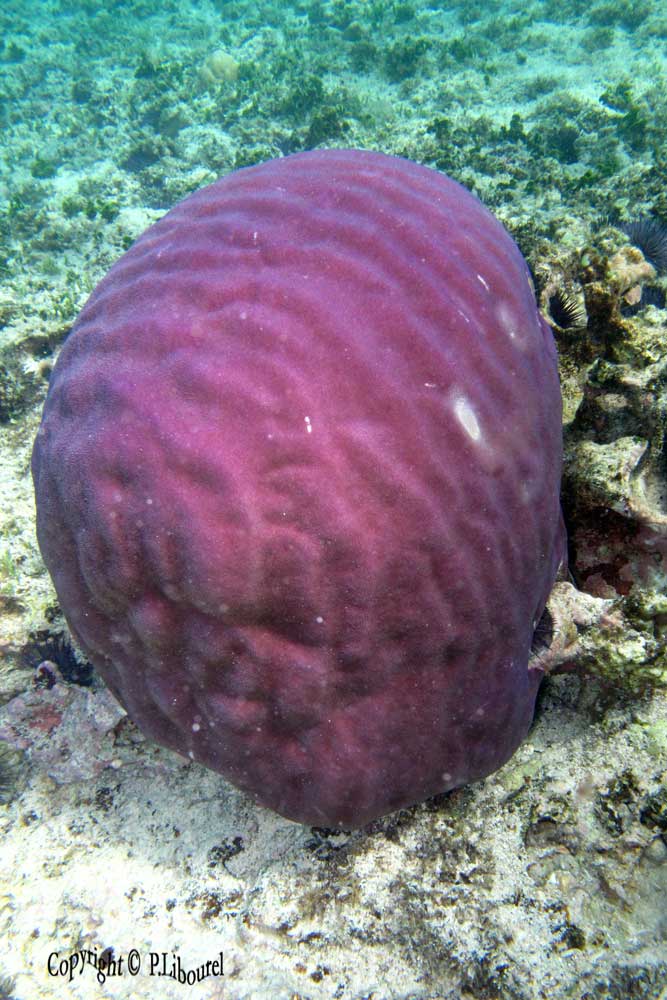 Porites solida